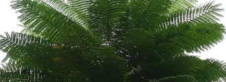 بذر درخت آتش برزیلی